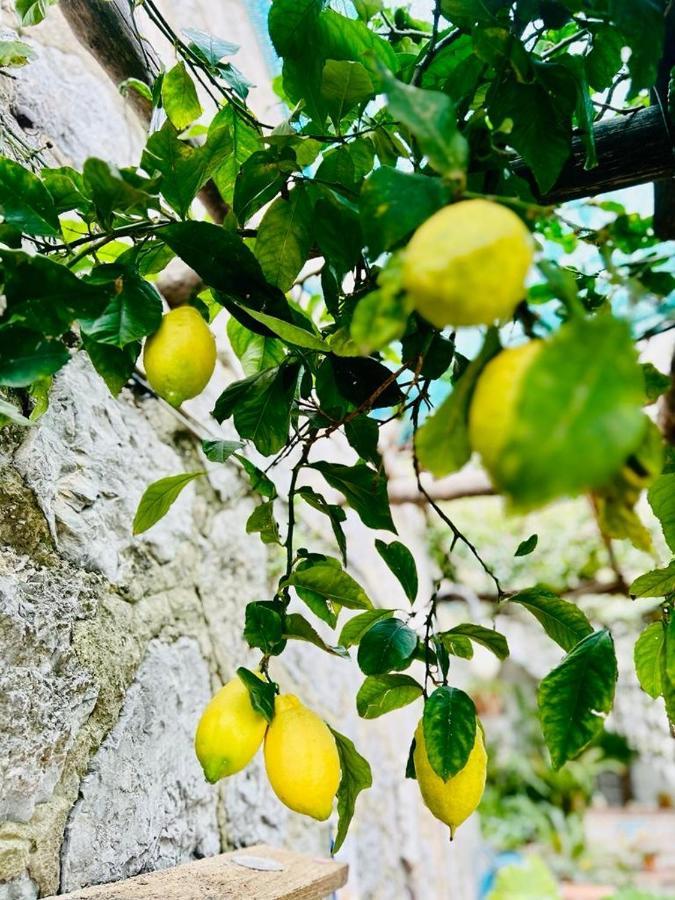 Villa Hermosa Costiera Amalfitana Eksteriør billede